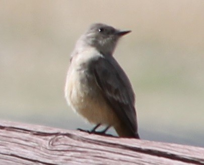 Say's Phoebe - ML55423901