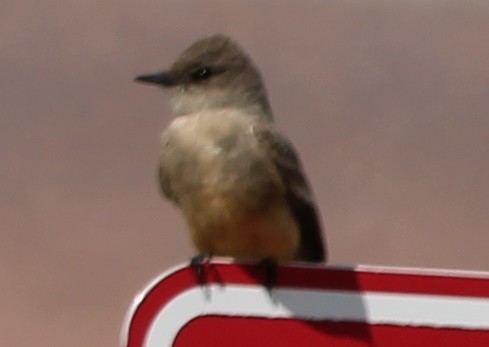 Say's Phoebe - ML55423911