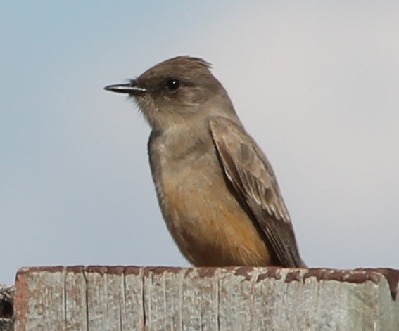 Say's Phoebe - ML55423921