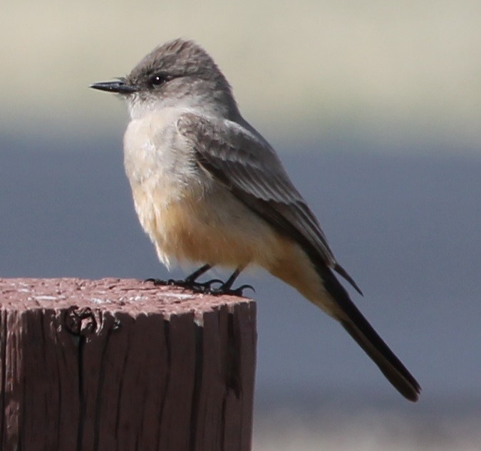 Say's Phoebe - ML55423941