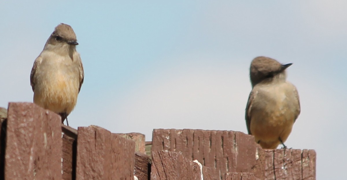 Say's Phoebe - ML55423951