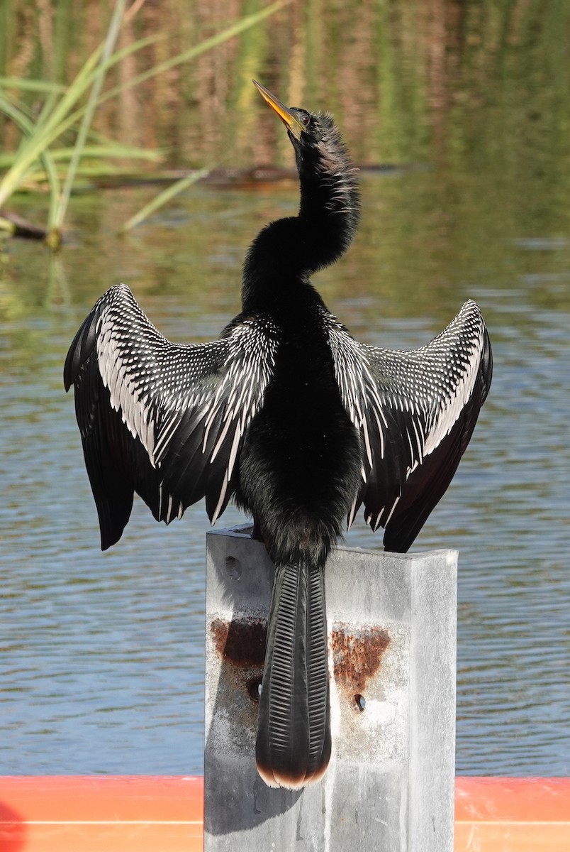 Anhinga d'Amérique - ML554240501