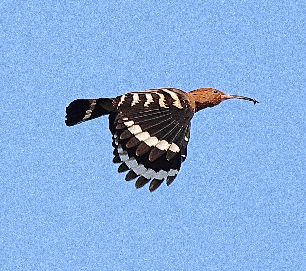 Eurasian Hoopoe (Eurasian) - ML554240641