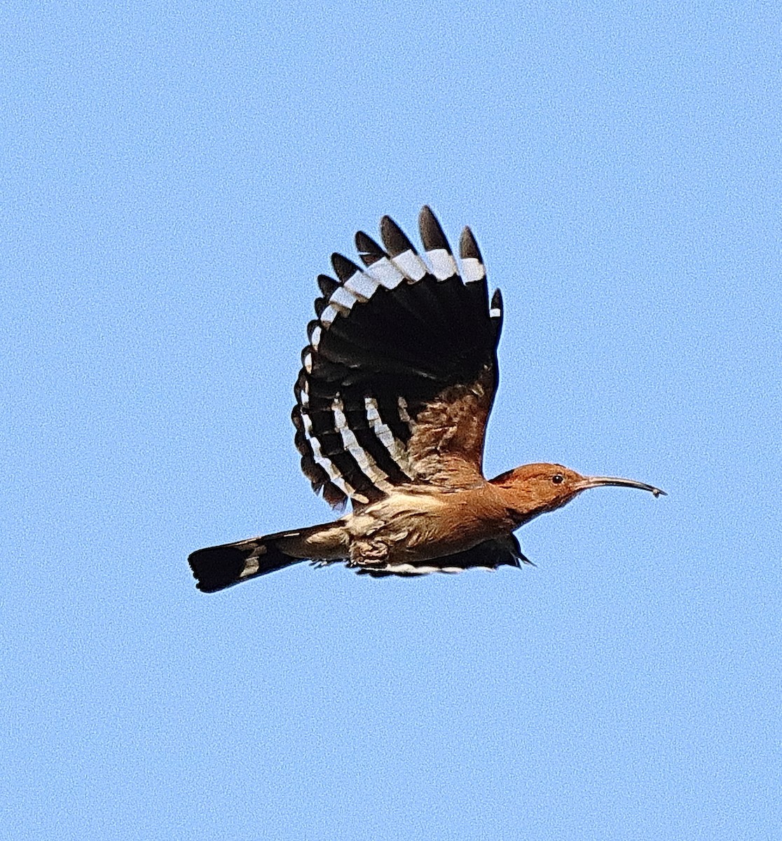 Eurasian Hoopoe (Eurasian) - ML554240651