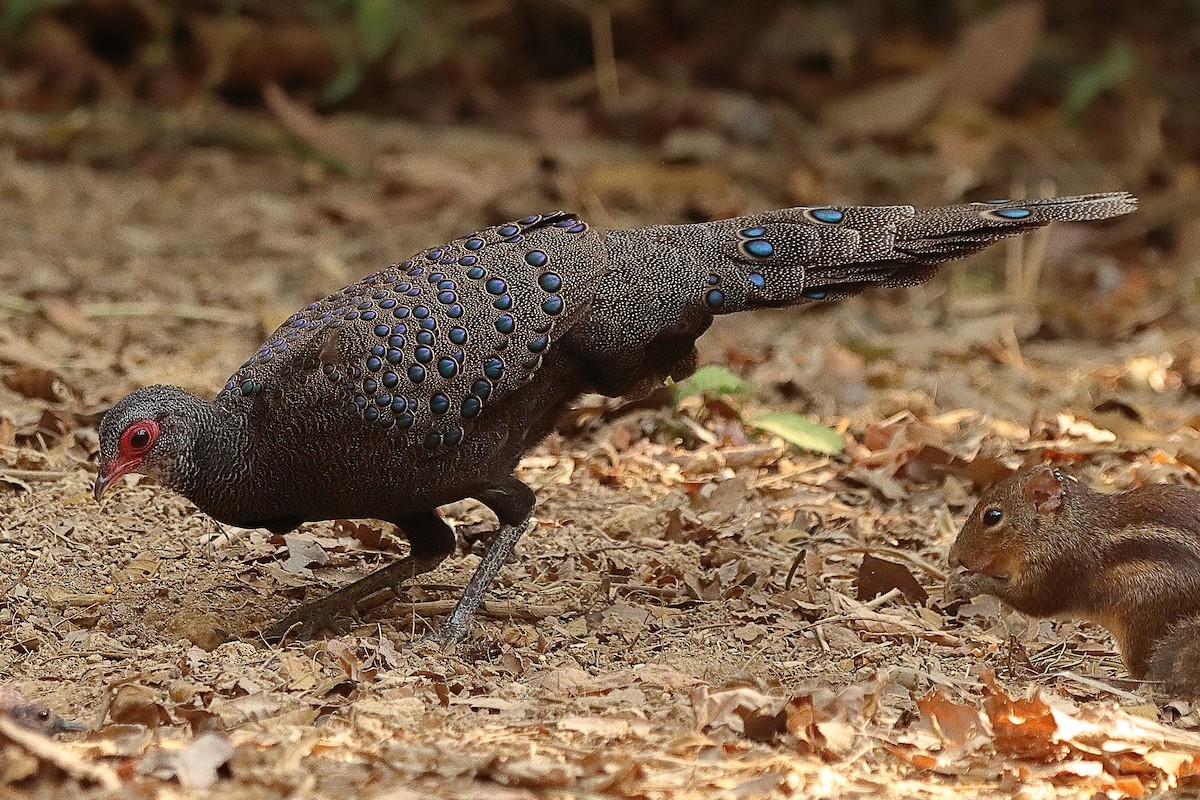 Germain's Peacock-Pheasant - Brian Cox