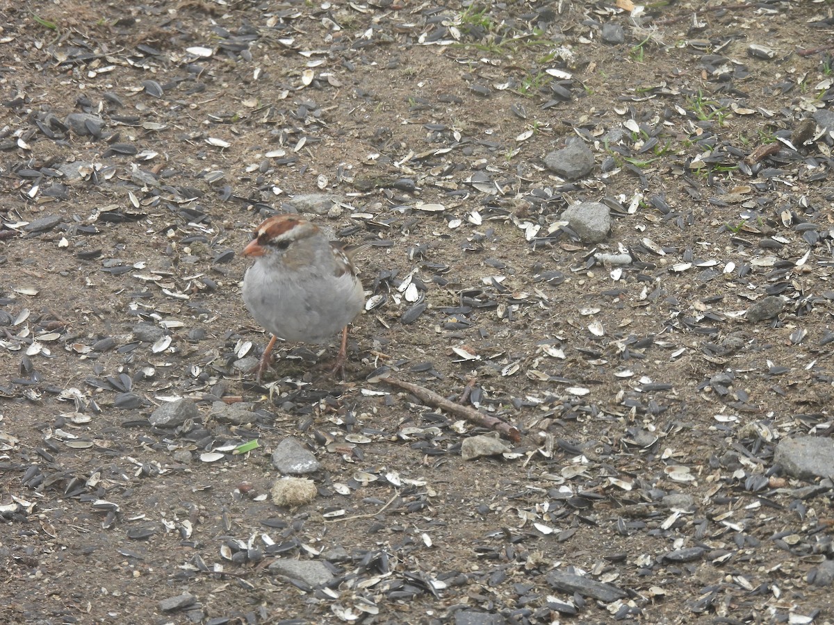 White-crowned Sparrow - ML554242841