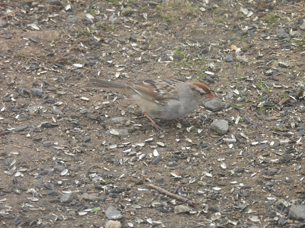 White-crowned Sparrow - ML554242891