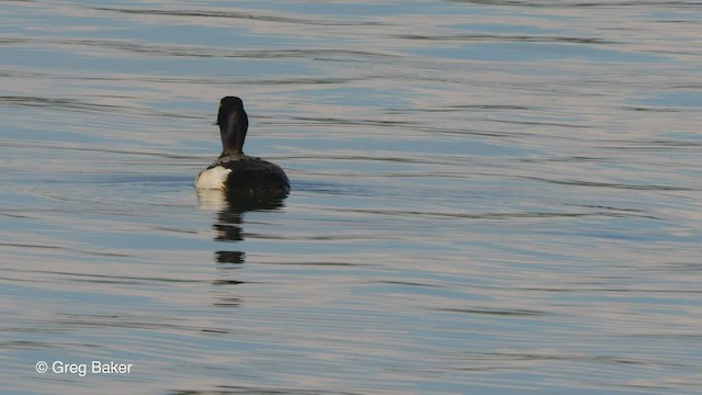 Lesser Scaup - ML554243051