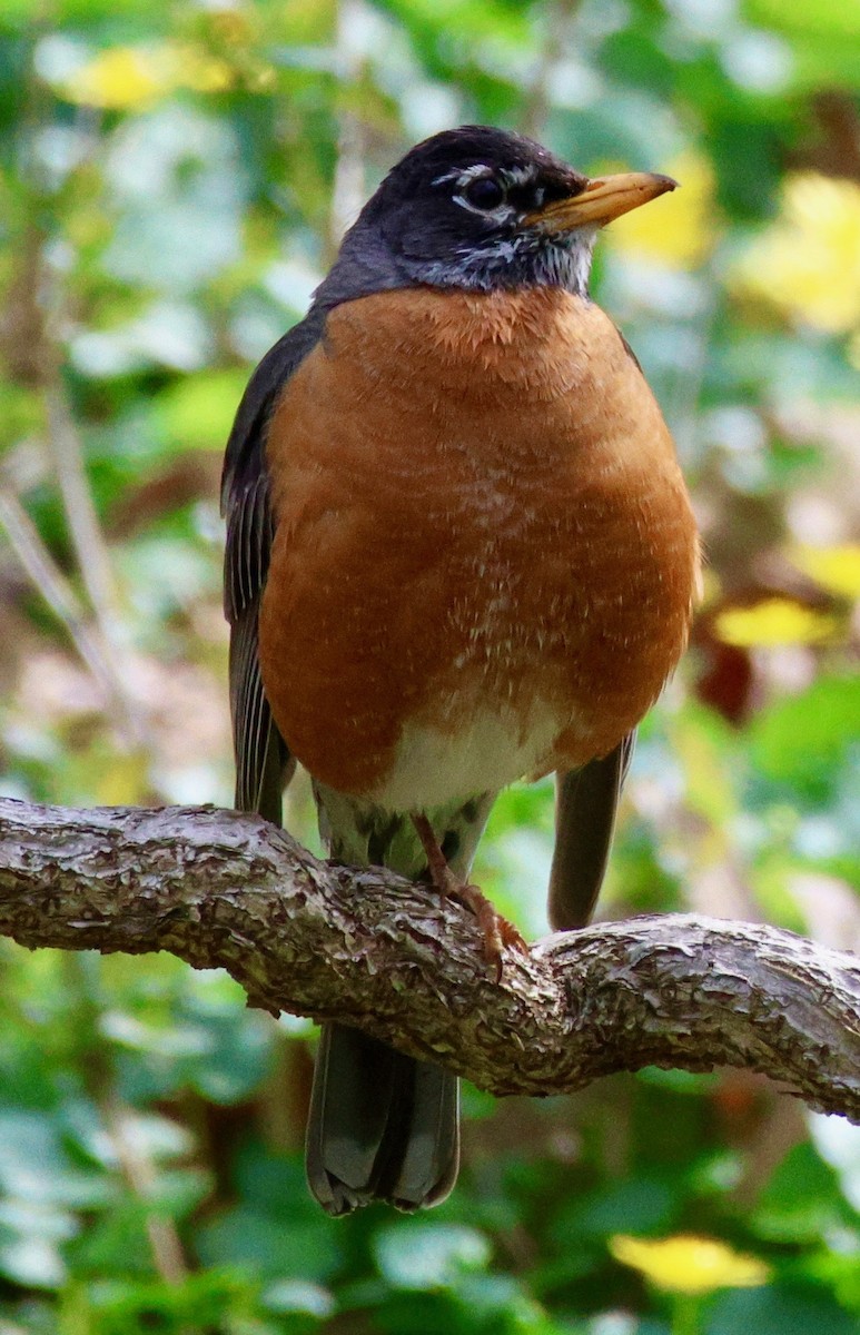 Zozo papargorria - ML554243161