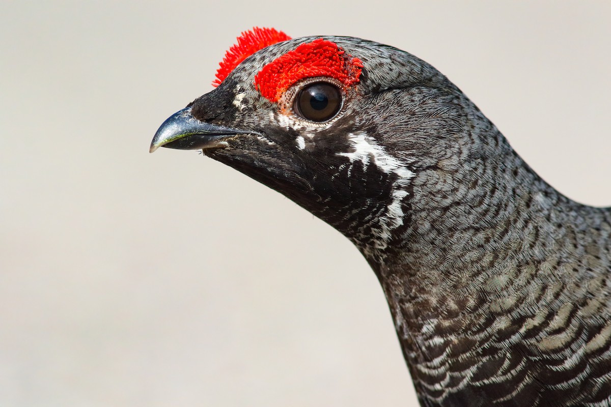 Spruce Grouse (Franklin's) - ML554243421