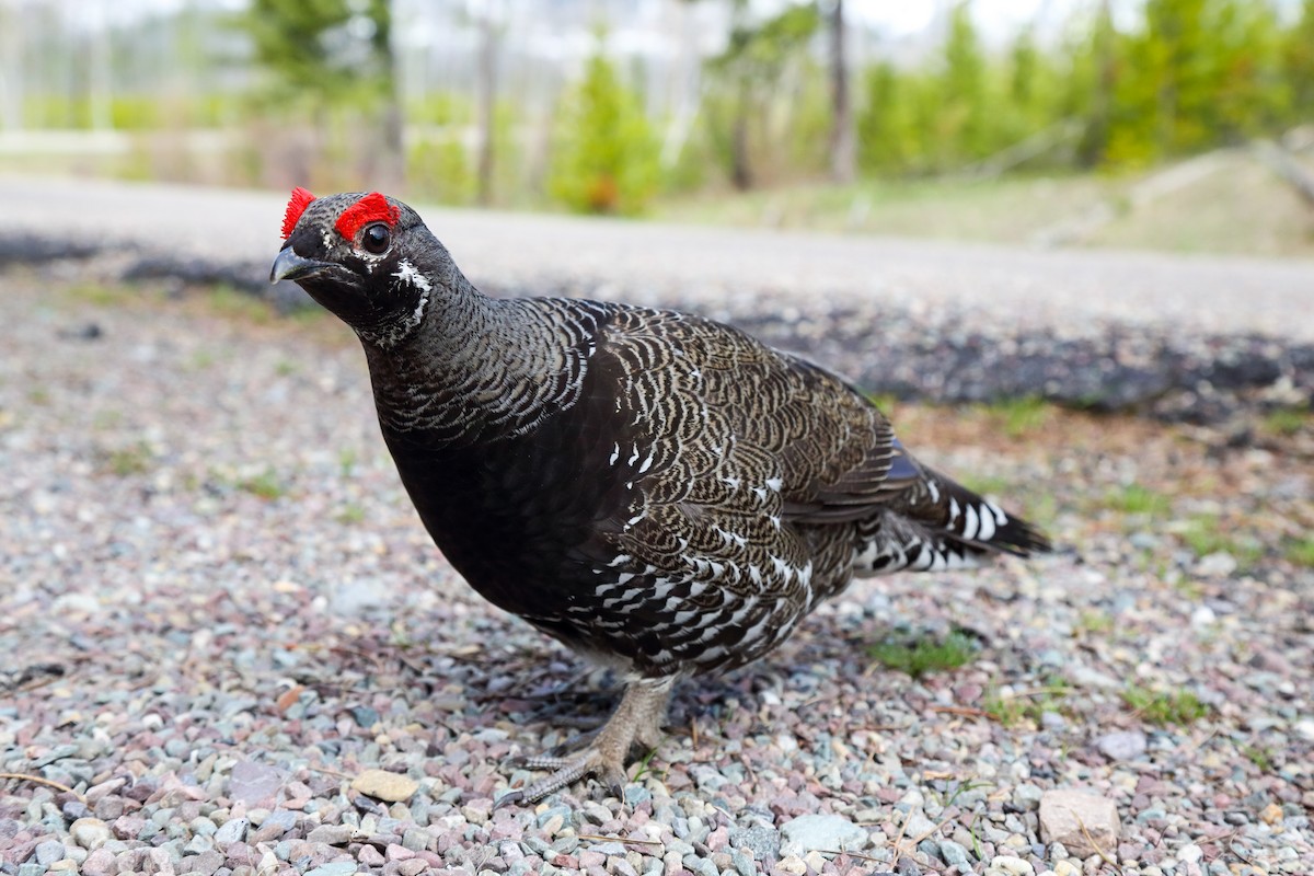 Spruce Grouse (Franklin's) - ML554243431