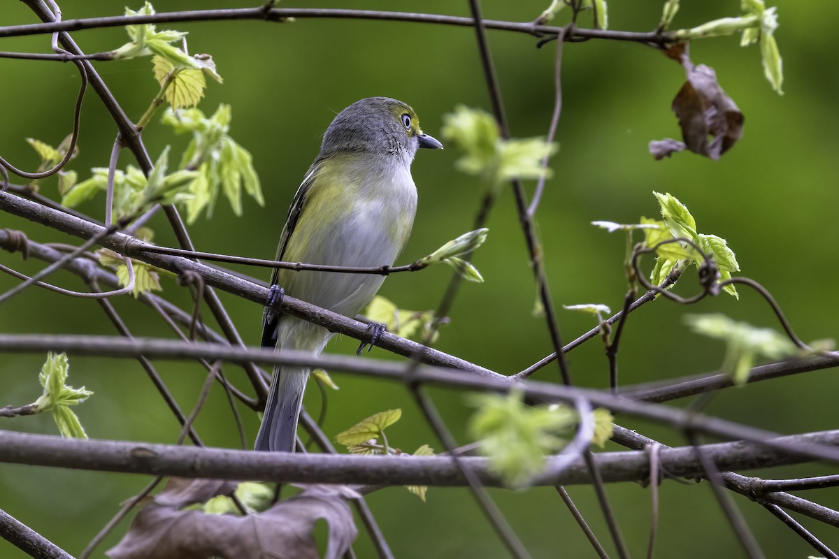 White-eyed Vireo - ML554243731