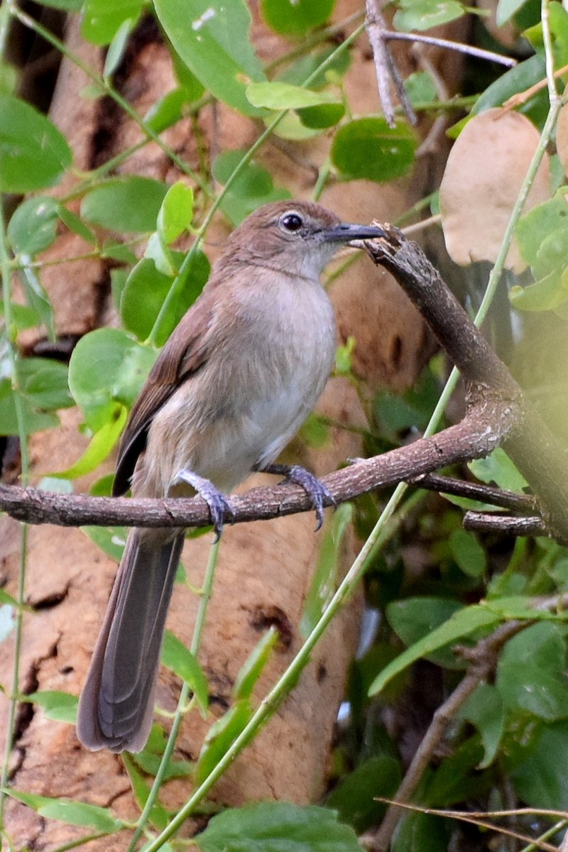 Northern Brownbul - ML55424401