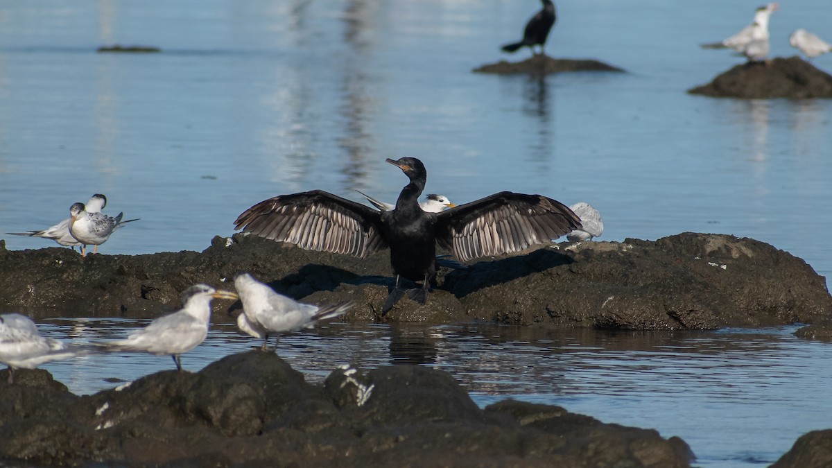 Neotropic Cormorant - Ludmila Berrueta