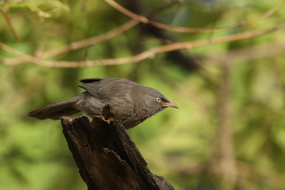 Jungle Babbler - ML554245331