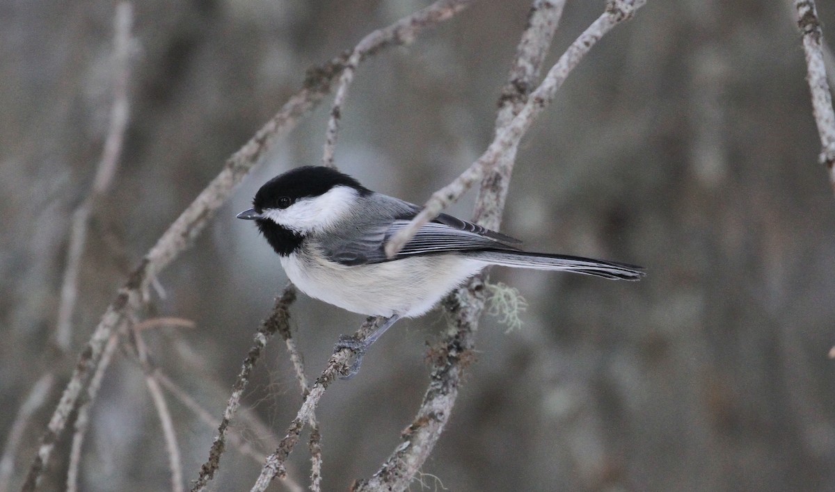 Black-capped Chickadee - ML554245831