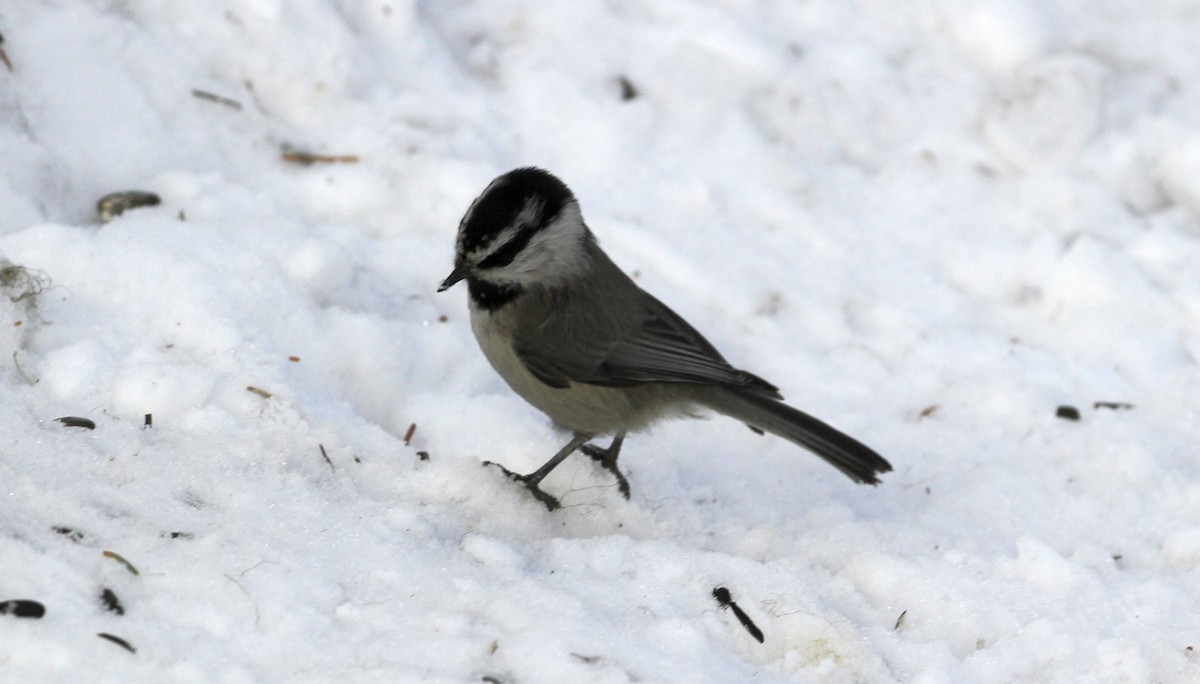 Mountain Chickadee - ML554245851