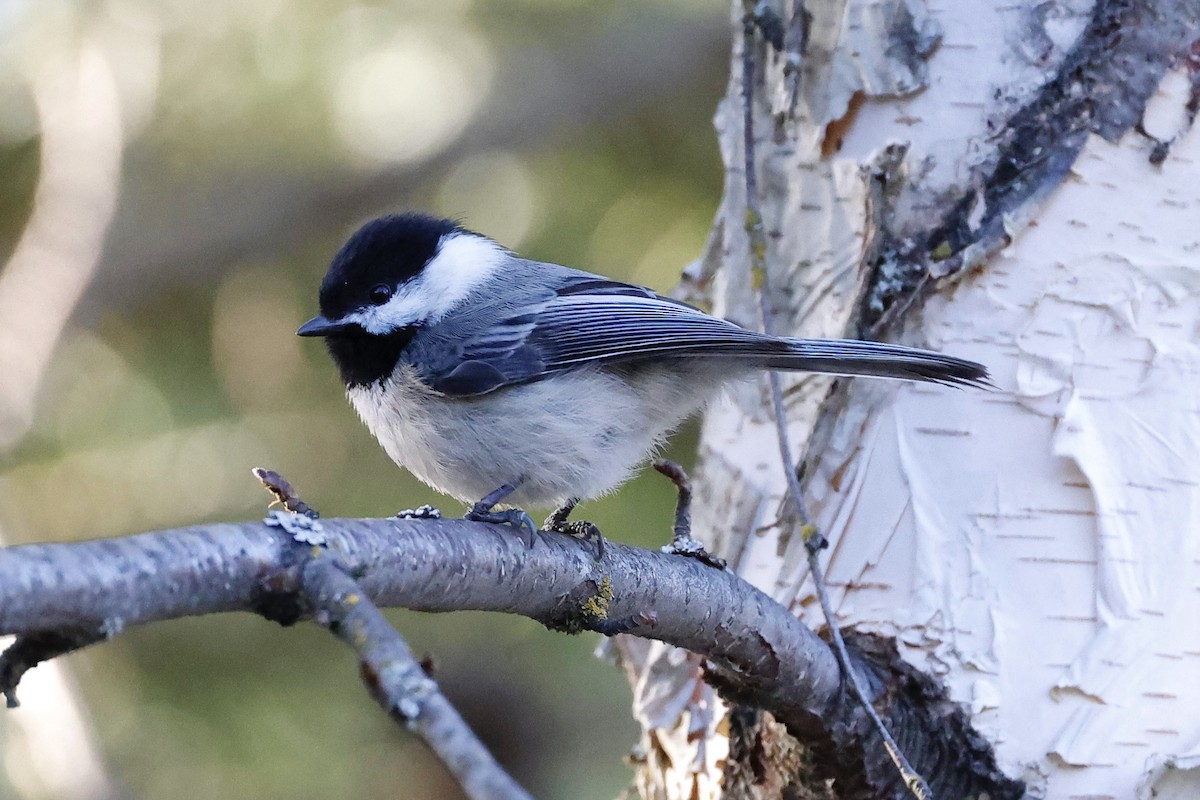 Black-capped Chickadee - ML554245891