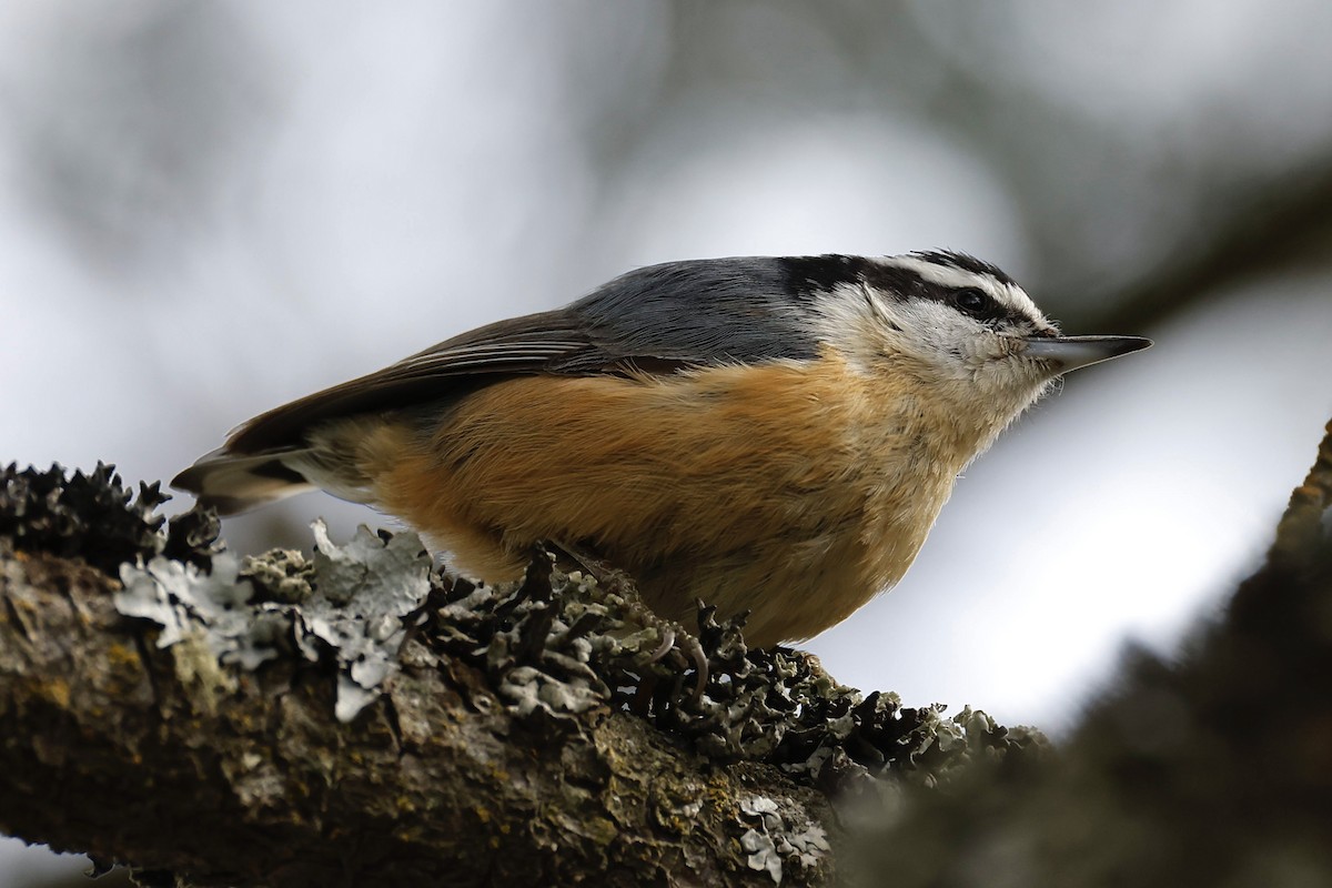 Red-breasted Nuthatch - ML554246601