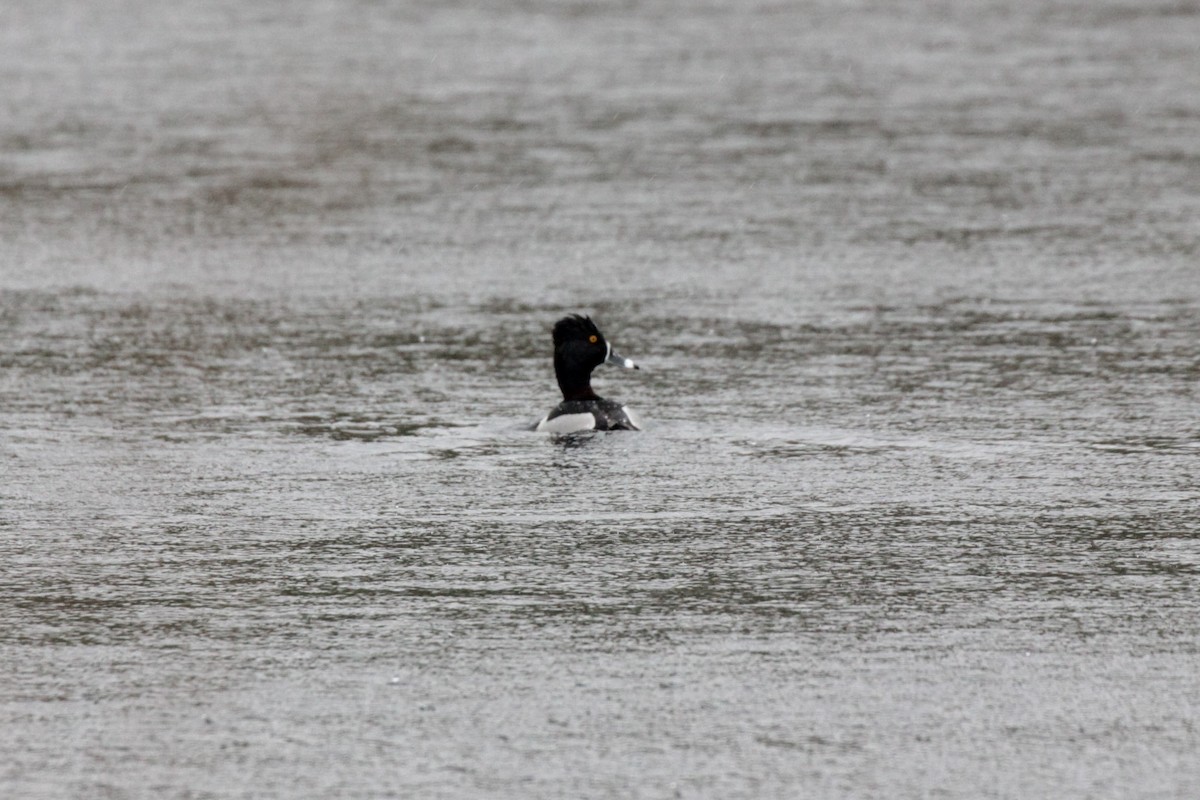 Ring-necked Duck - ML55424671