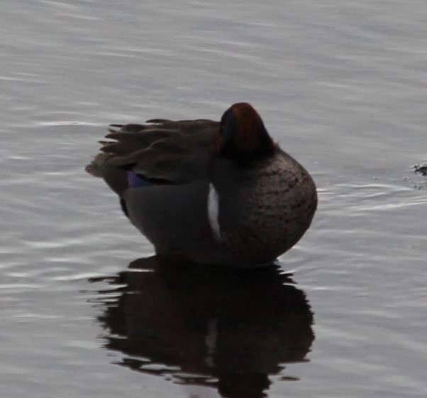 Green-winged Teal (American) - ML55424711