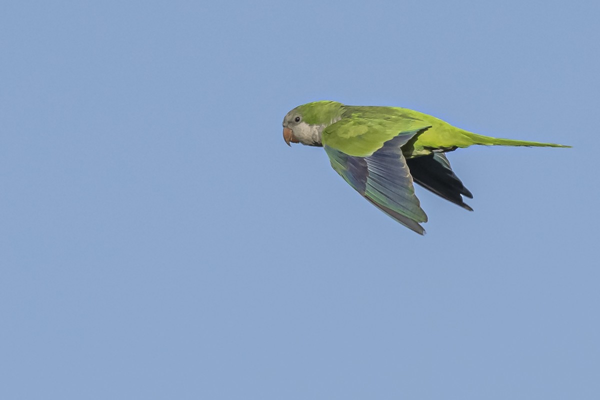 Monk Parakeet - Amed Hernández