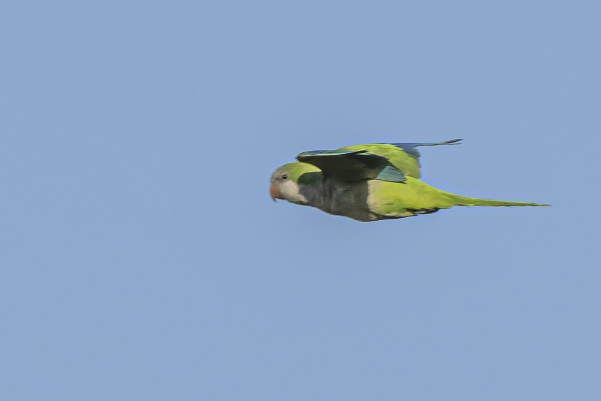 Monk Parakeet - Amed Hernández