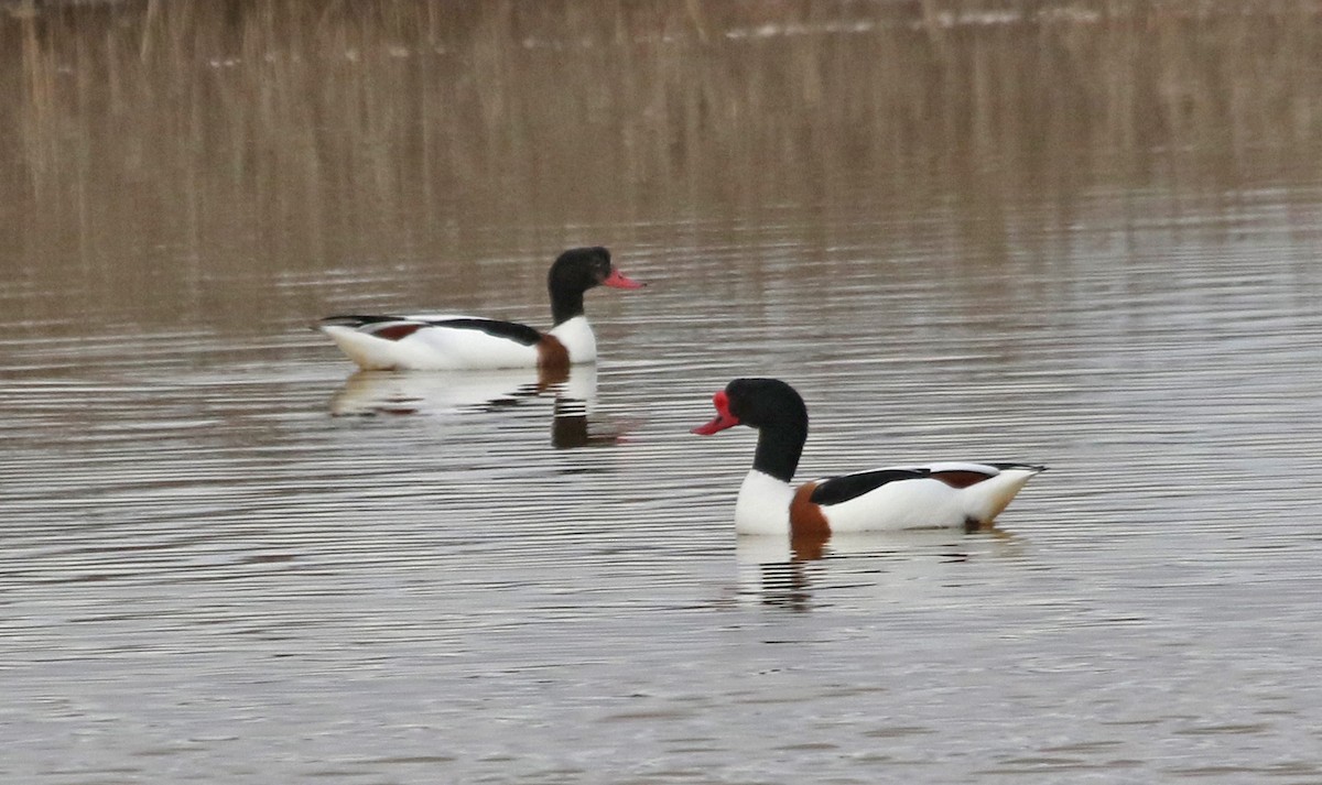 Common Shelduck - Dimitris  Kokkinidis