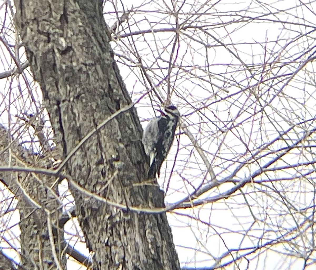 Yellow-bellied Sapsucker - ML554250401