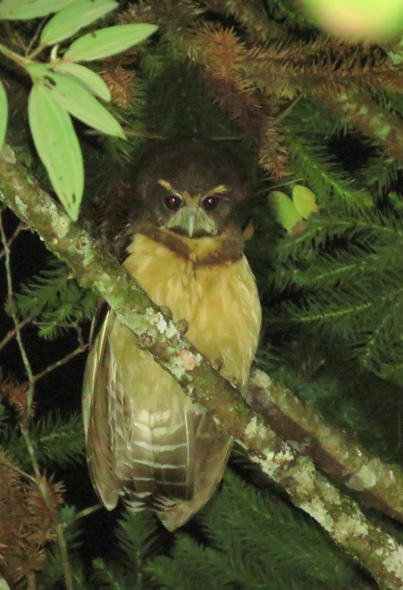 Tawny-browed Owl - ML554250931