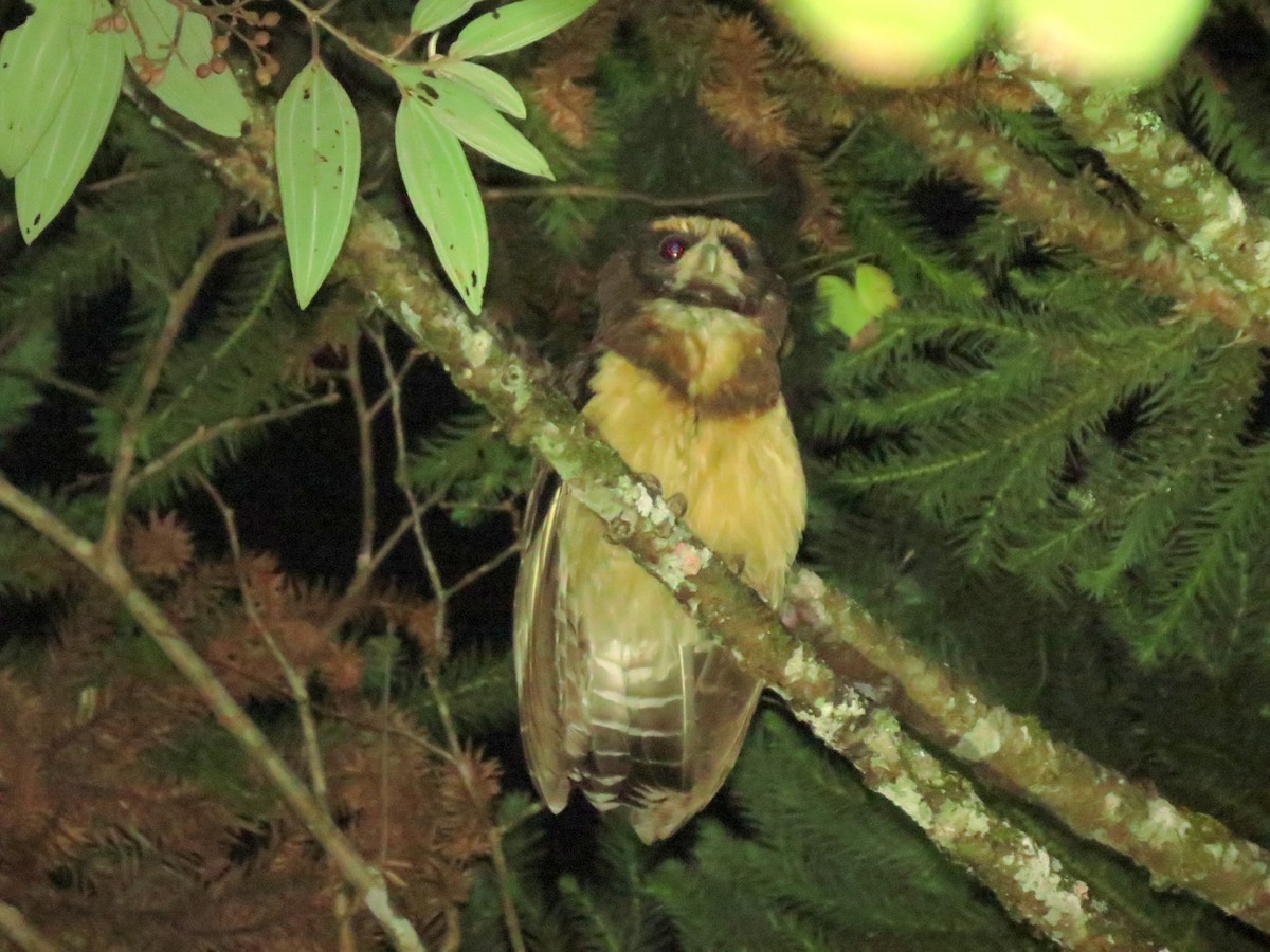 Tawny-browed Owl - ML554250941