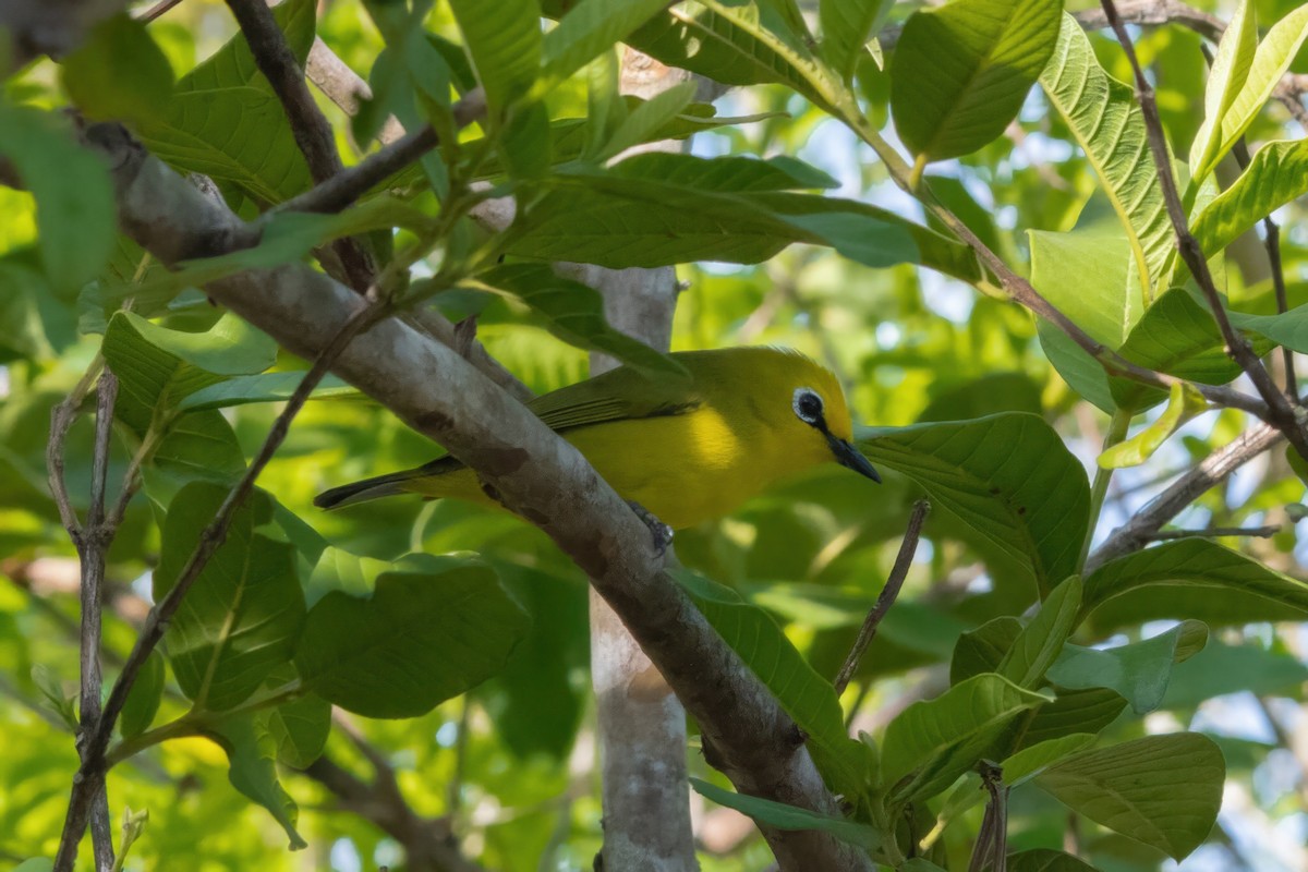 Pemba White-eye - Alex and Julia 🦜