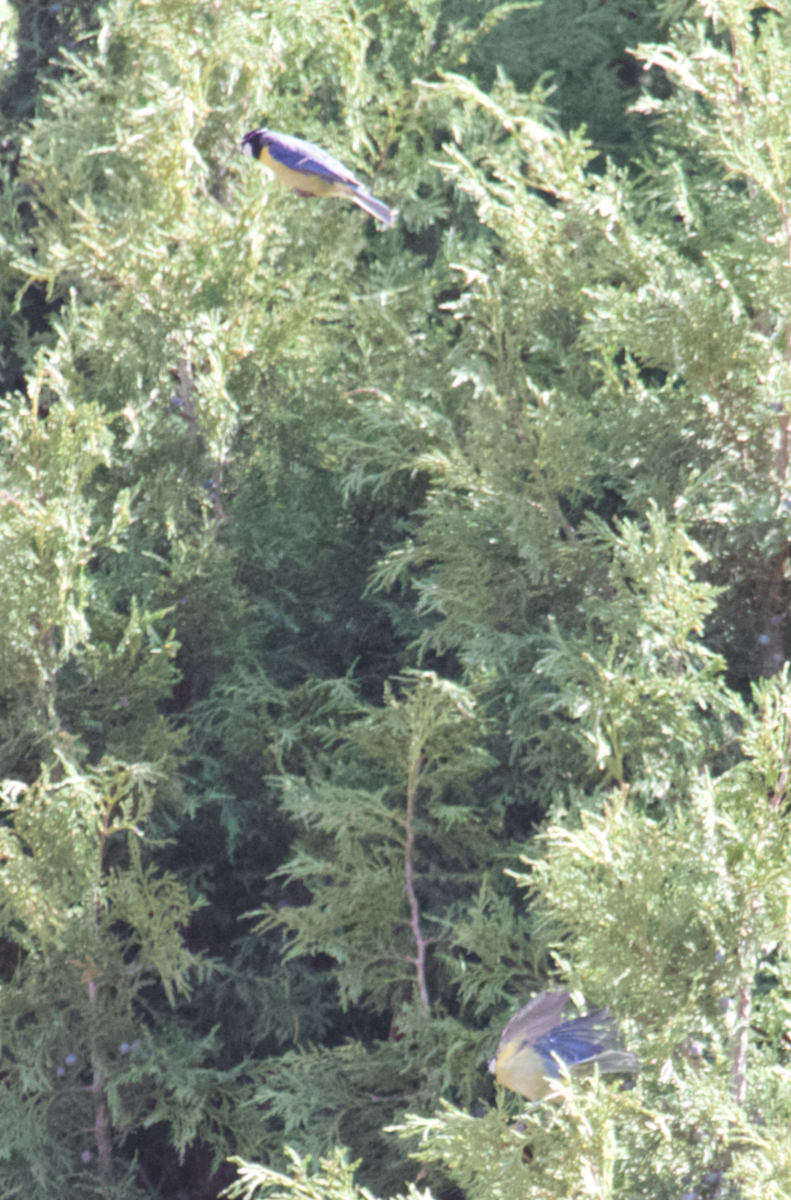 African Blue Tit - ML554251201