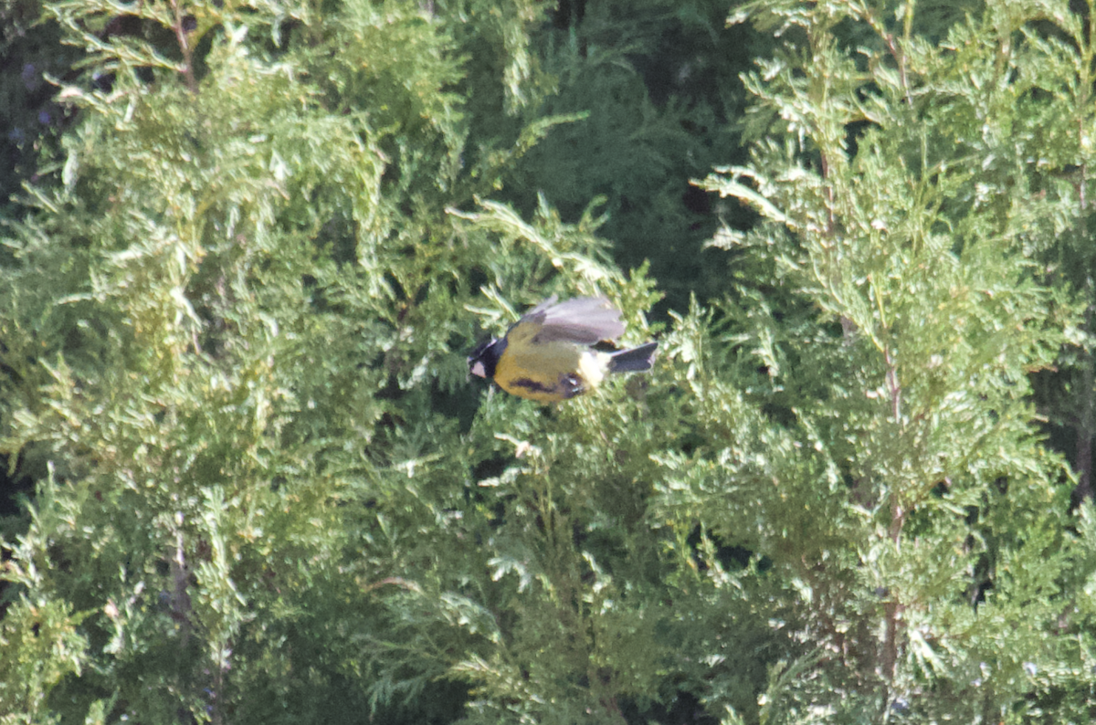 African Blue Tit - ML554251211