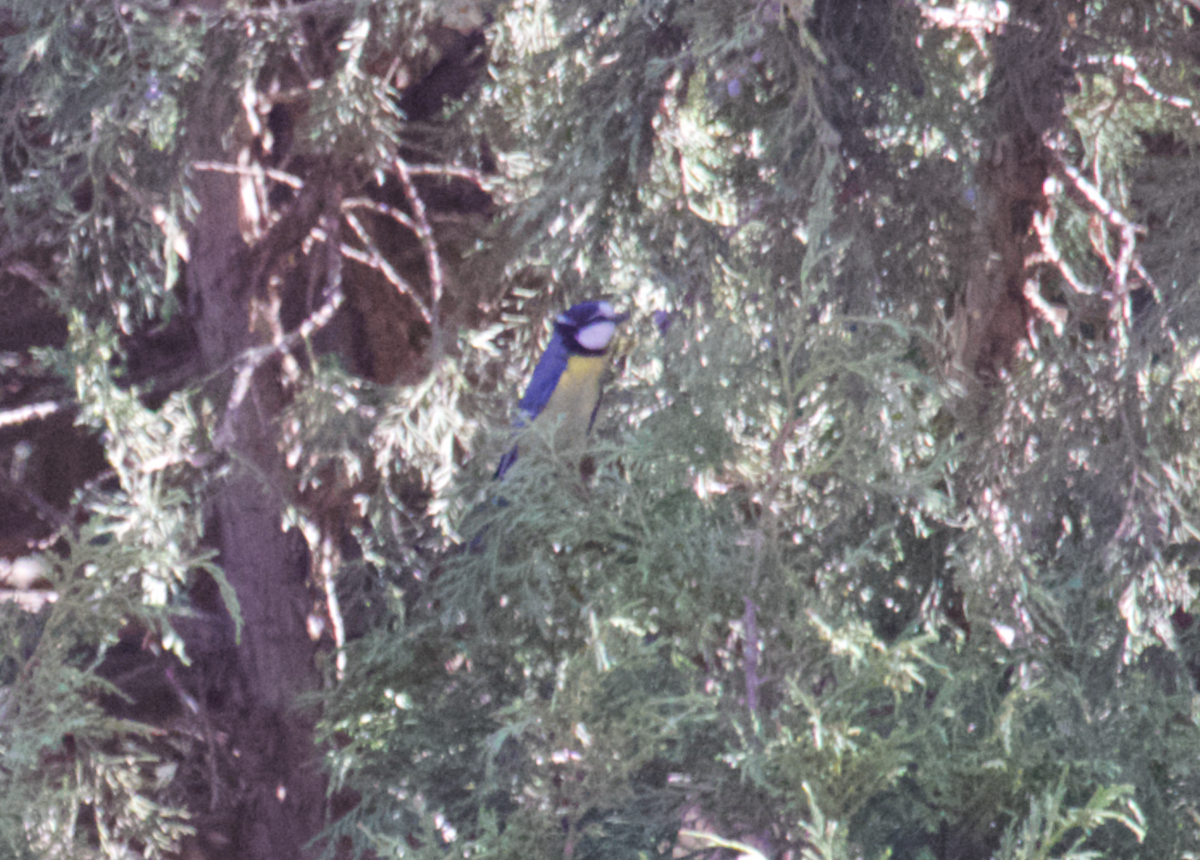 African Blue Tit - ML554251241