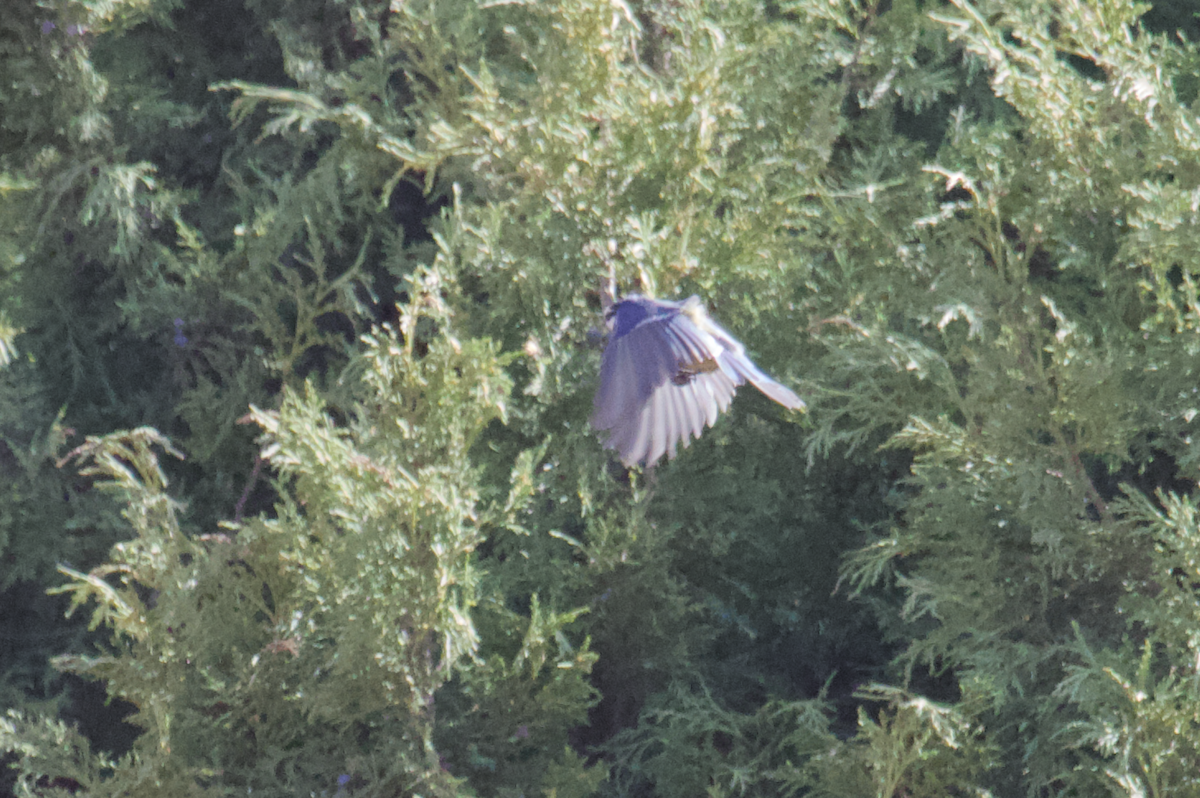 African Blue Tit - ML554251261