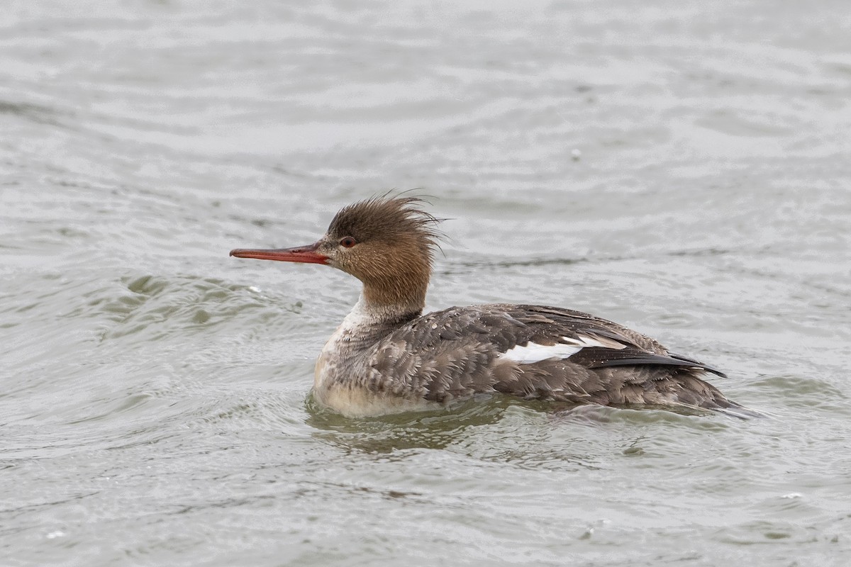 Red-breasted Merganser - ML554252601