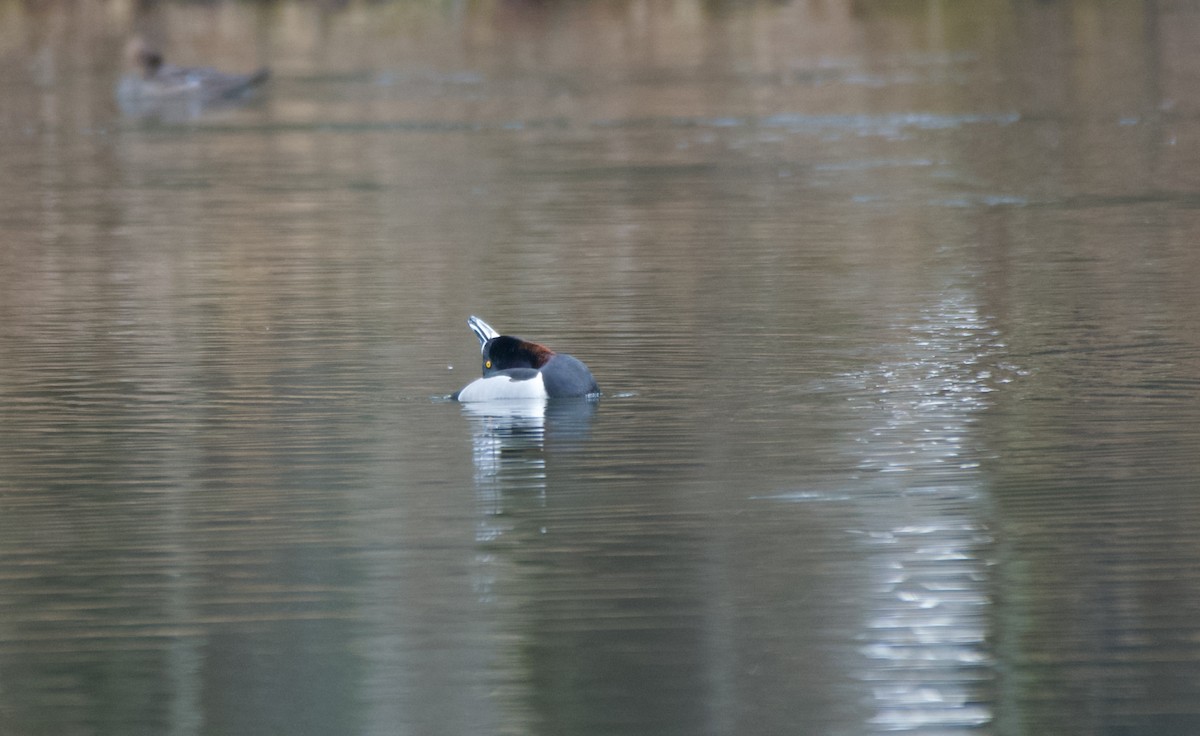 Ring-necked Duck - ML554253321