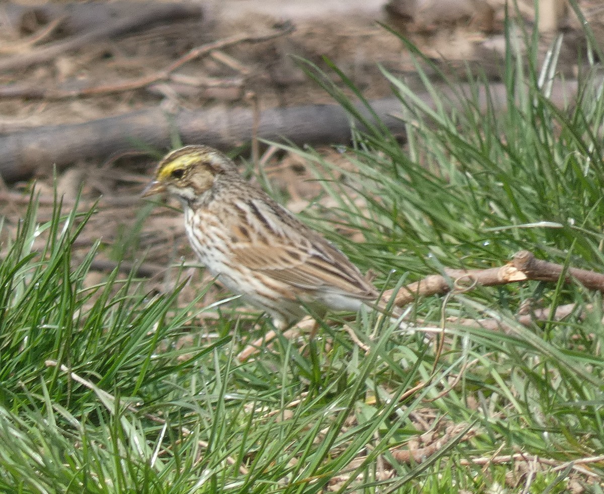Savannah Sparrow - ML554253641