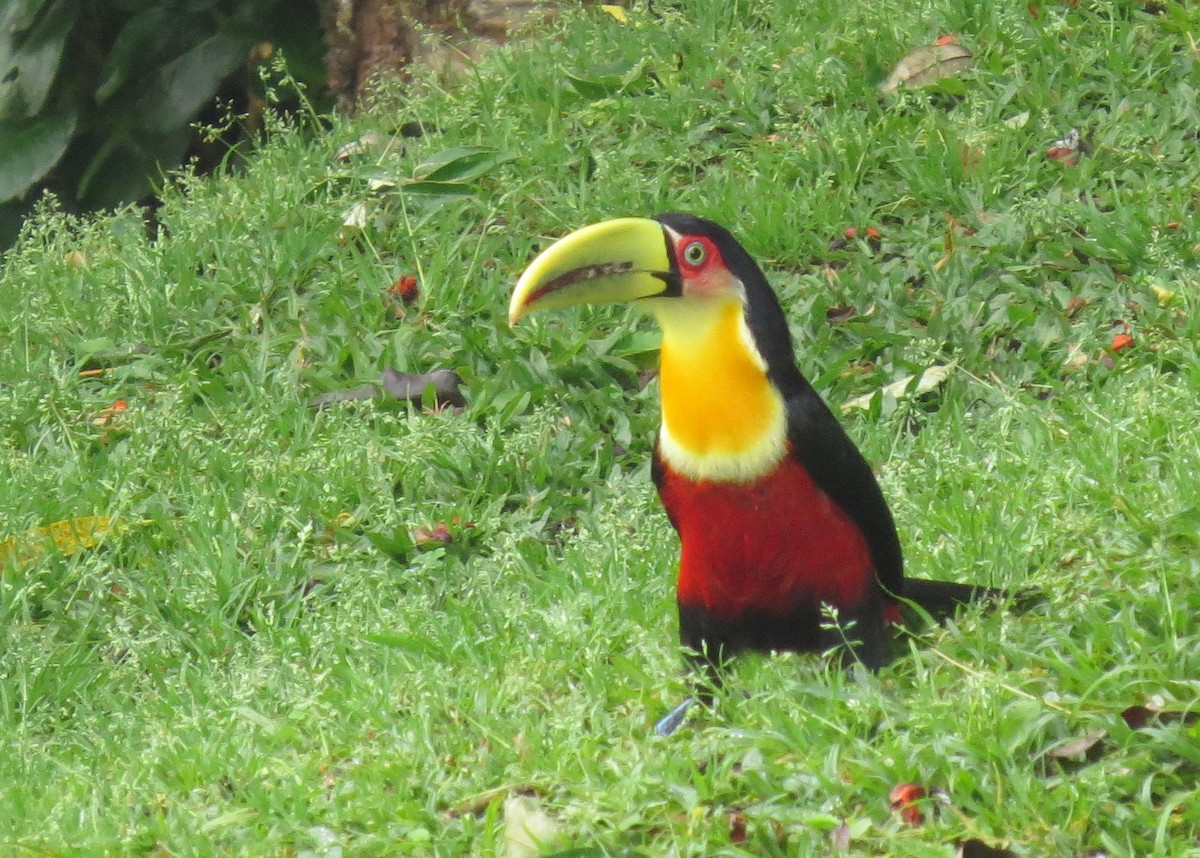 Red-breasted Toucan - ML554254141