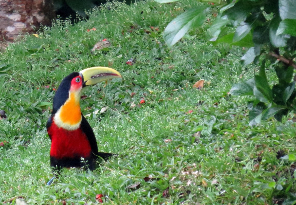 Red-breasted Toucan - ML554254151