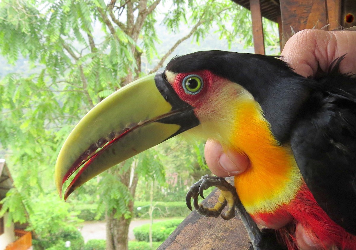 Red-breasted Toucan - ML554254201