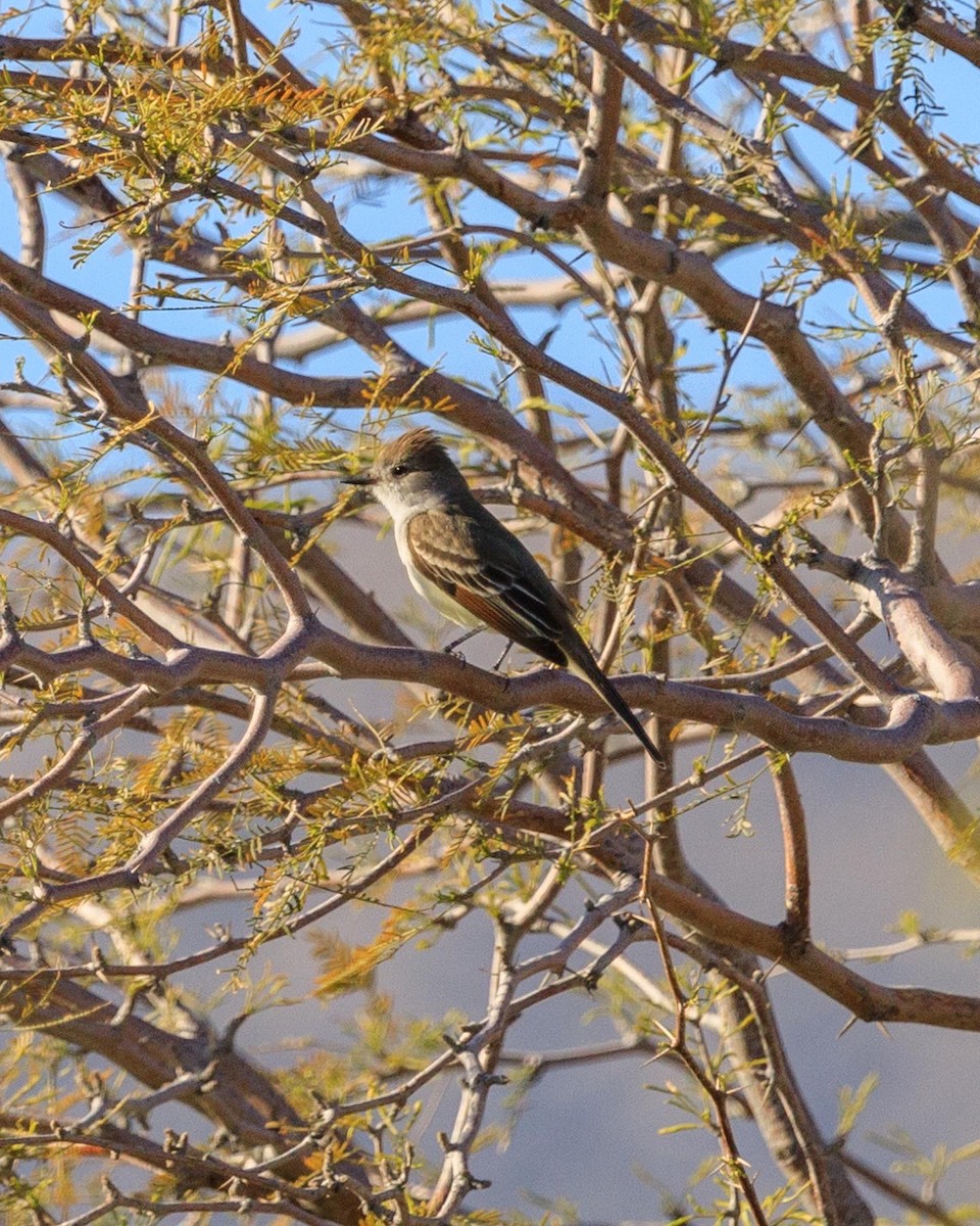 Ash-throated Flycatcher - ML554254281