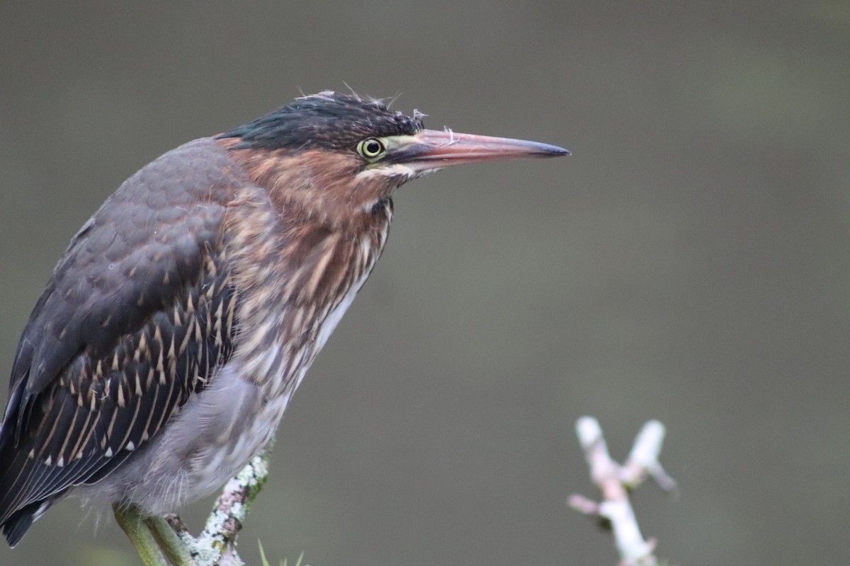 Green Heron - ML554254501