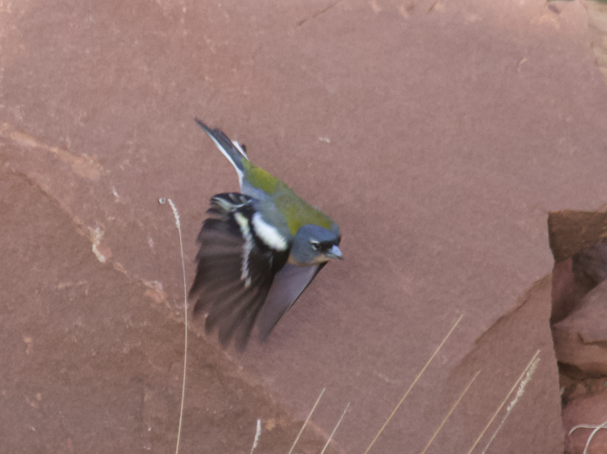 Common/African Chaffinch - ML554254871