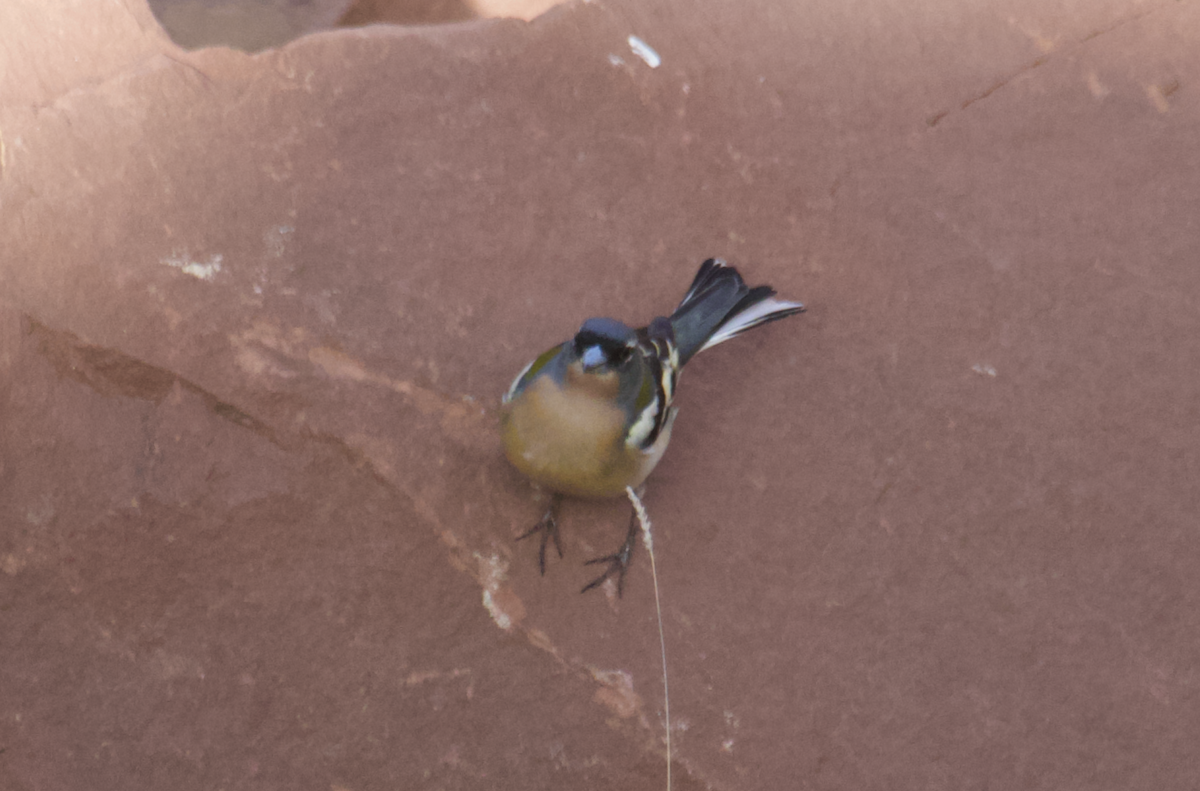 Common/African Chaffinch - ML554254941