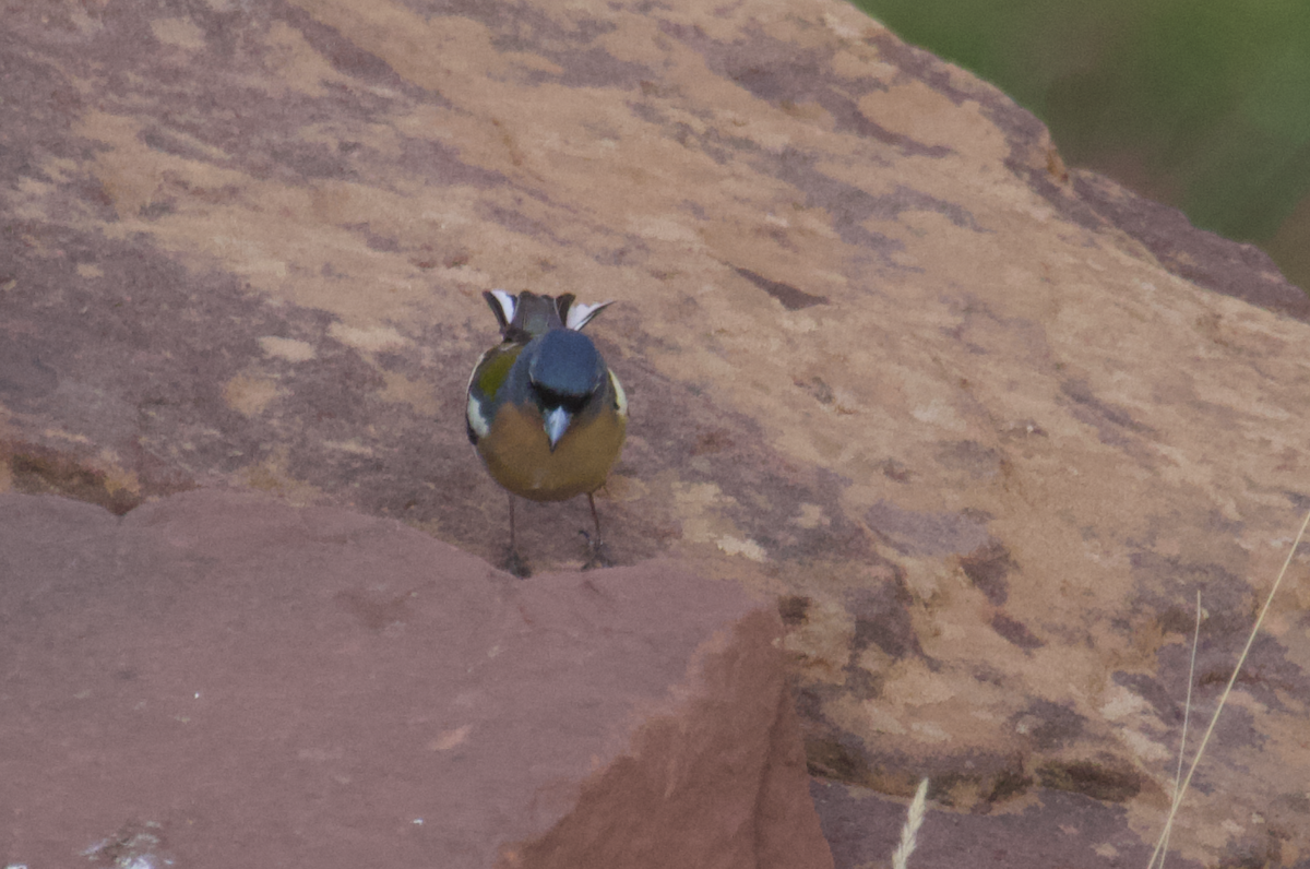 Common/African Chaffinch - ML554254951