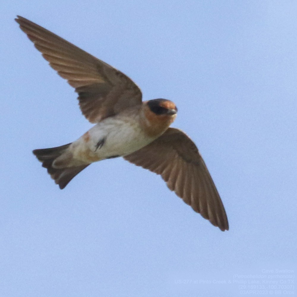 Cave Swallow - ML554255981