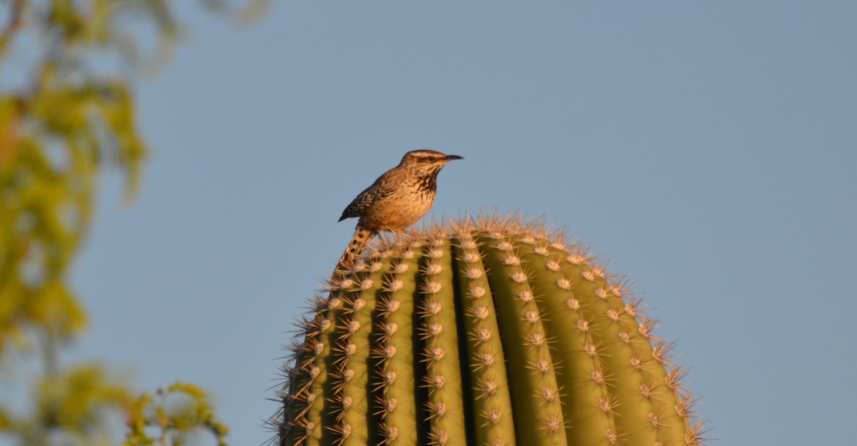 Cactus Wren - ML554256341