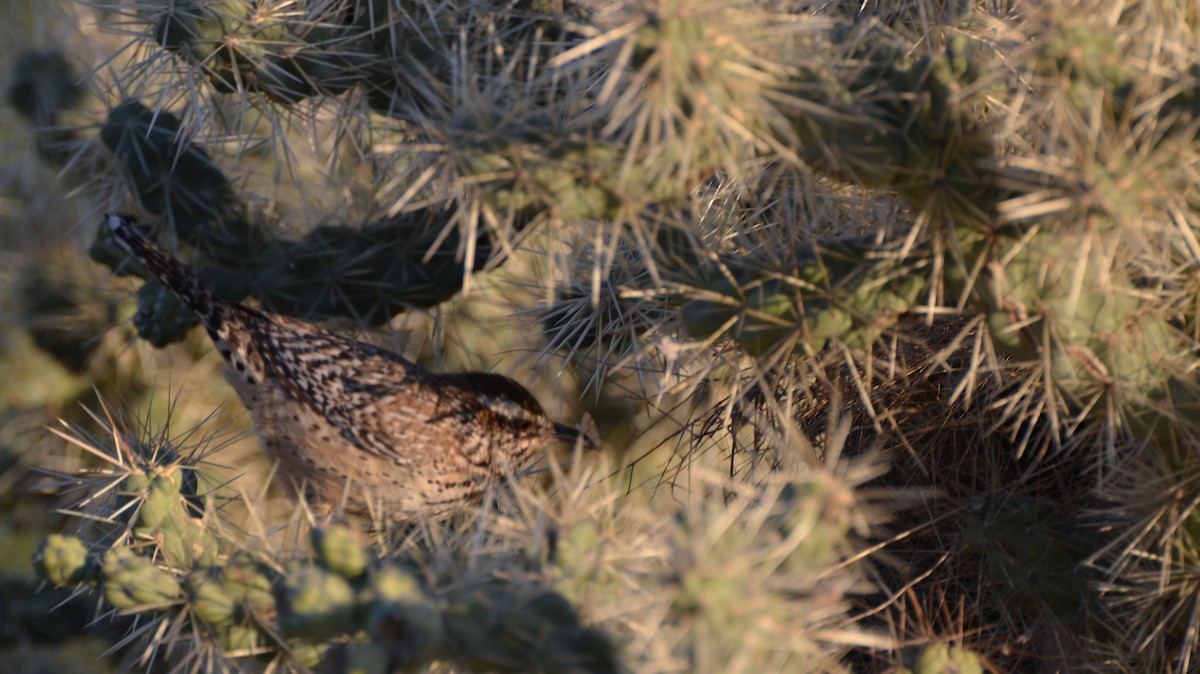 Cactus Wren - Jay Watson